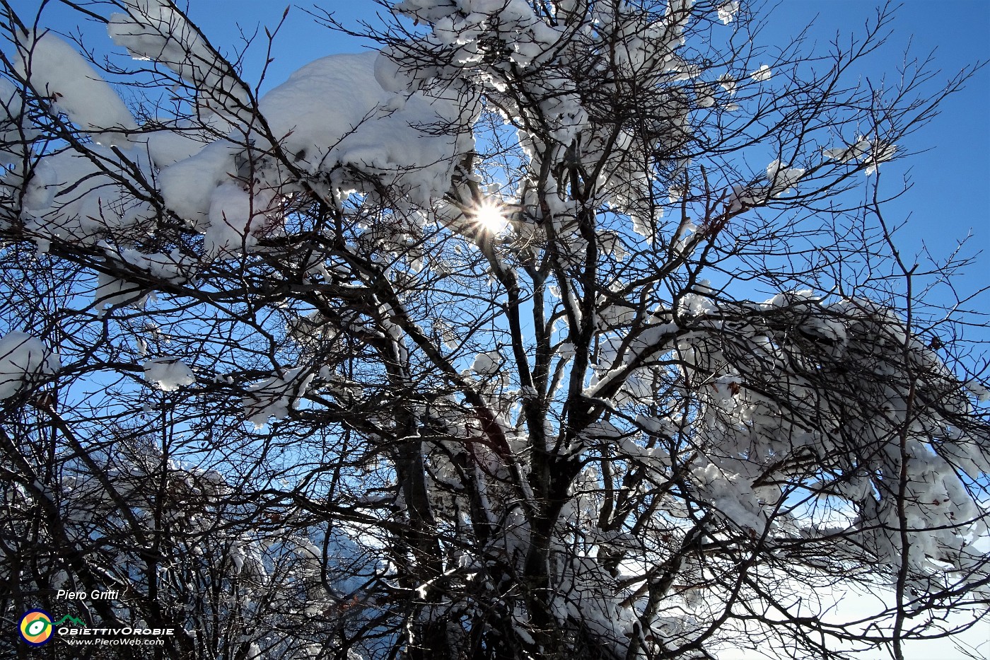 20 Ultima neve sugli alberi.JPG